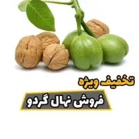 توزیع انواع نهال صنوبر سفید ترکیه، نگرا، کبوده و|خدمات باغبانی و درختکاری|شهرکرد, |دیوار