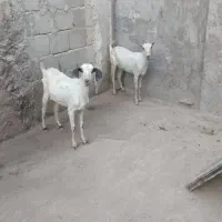 کهره فروش فوری