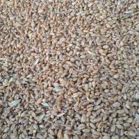 گندم دیم وابی|خدمات باغبانی و درختکاری|قوچان, |دیوار