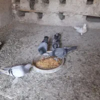 یاهو|پرنده|بهار, |دیوار