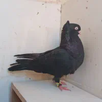 ماده ابادانی|پرنده|کارون, |دیوار