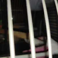 یک جفت فنج سفید جوجه بزرگ کن و سلامت درشت