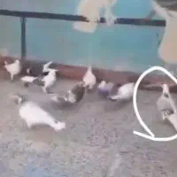 پرنده کبوتر