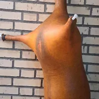 نی انبان