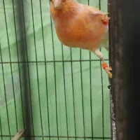 فروش انواع پرنده