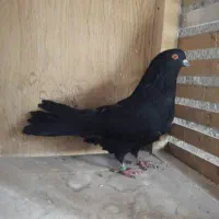 کبوتر نرسیاه زاغ کاشونی فوق پرشی میل بازیکن سوقدیم