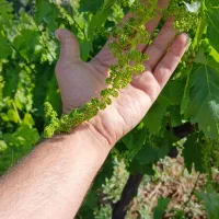 آخرهفته-تو-باغ-خودت-باش-نه-باجناقت-باغ-انگور-قاسمی
