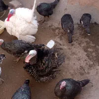 بوقلمون|حیوانات مزرعه|نیشابور, خط کاشمر|دیوار