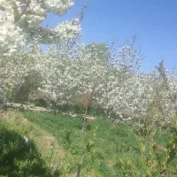 زمین ویلایی|فروش زمین و ملک کلنگی|صوفیان, |دیوار