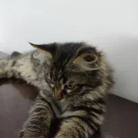 واگذاری گربه|گربه|یزد, |دیوار