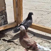 ماده پیس کلهسفید|پرنده|کاشان, کوچه باسکول|دیوار