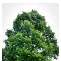 استخدام بازاریاب خانم