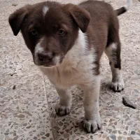 توله سگ یک میلیون تومان