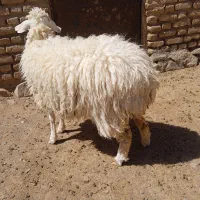 بز و بره|حیوانات مزرعه|فردوس (خراسان), |دیوار