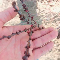 نهال تازه|خدمات باغبانی و درختکاری|شهر ری, شهرک نظامی|دیوار