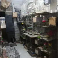 طوطی برزیلی عروس گیرینچیک مرغ عشق قناری سرلاک طوطی