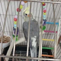 عروس هلندی نر