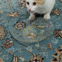 گربه سفید خوشگل