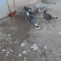 بوقلمون|حیوانات مزرعه|بیلوار, |دیوار