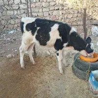 گاو و گوساله|حیوانات مزرعه|چگنی, |دیوار