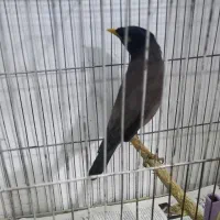 مرغ مینا|پرنده|تهران, ارجمندی راد|دیوار