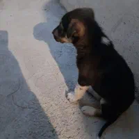 توله سگ روتوایلر