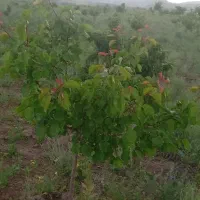 باغ ۵۰۰۰ متری|فروش زمین و ملک کلنگی|فریمان, |دیوار