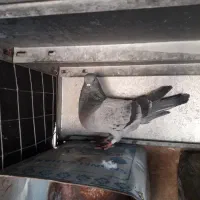 کبوتر فروشی سبز و کله دم سبز