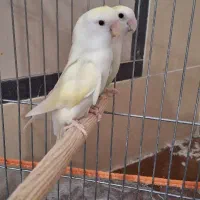 کوتوله برزیلی 1عددماده نژاد بالفالو