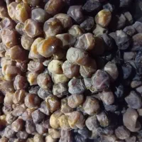 خرما|خوردنی و آشامیدنی|اهواز, زیتون کارگری|دیوار