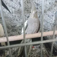 عروس هلندی مولد|پرنده|باقرشهر, |دیوار