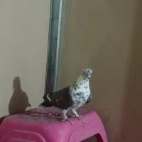 کبوتر ماده|پرنده|تهران, کوی بیمه|دیوار