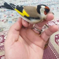 سهره وحش امسال