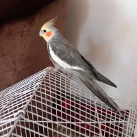 عروس هلندی سخن گو