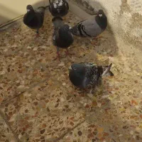 کبوتر پلاکی.سری۳۰۰|پرنده|کرخه, |دیوار