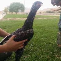 یک جفت لاری