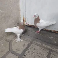 کفتر طوق فروش یا معاوضه|پرنده|شیراز, شیخ علی چوپان|دیوار