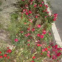 خدمات باغبانی