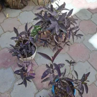 برگ بیدی بنفش|گل و گیاه طبیعی|مشهد, سرافرازان|دیوار