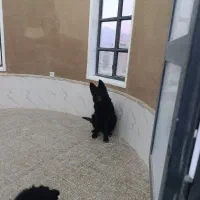 توله ژرمن بلک|سگ|ماهان, |دیوار