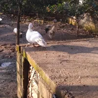 فروش کلی اردک|حیوانات مزرعه|رضوانشهر, |دیوار