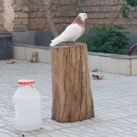 3 عدد کبوتر طوقی|پرنده|گرمه, |دیوار