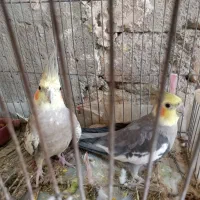 جفت عروس مولد