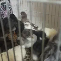 تخم مرغ نطفه دار محلی تازه