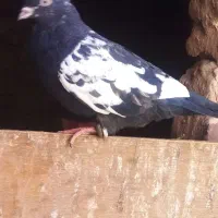 کفتر فروشی  و یک عدد اسباب بازی