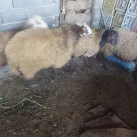 فروش گوسفند|حیوانات مزرعه|قائمشهر, |دیوار