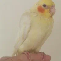 جوجه عروس هلندی|پرنده|تهران, والفجر (افسریه)|دیوار