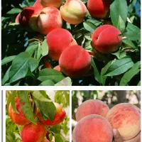 نهال،درخت هلو پر ثمر در نهالستان،گلخانه