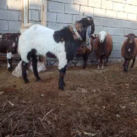 نربز پاکستانی|حیوانات مزرعه|تربت‌حیدریه, بالا ولایت|دیوار