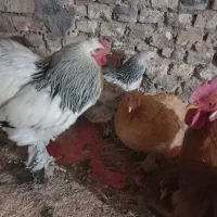 تخم مرغ  برهما اصل نطفه دار